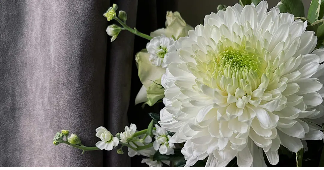 Bunga Krisan mampu menyerap polusi