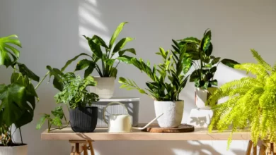 Jenis-jenis tanaman indoor pembersih udara