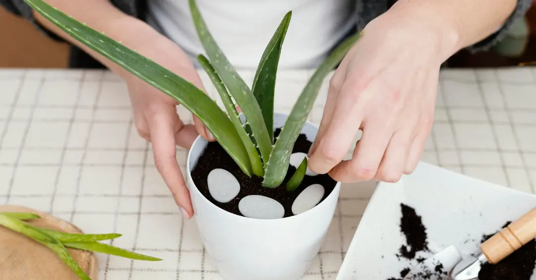 Lidah buaya atau Aloe vera mampu menyerap polutan