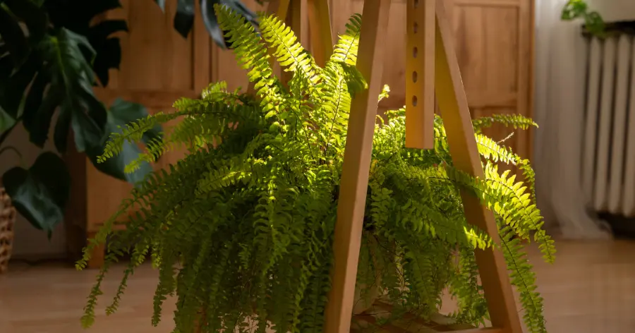 Pakis boston atau Nephrolepis exaltata