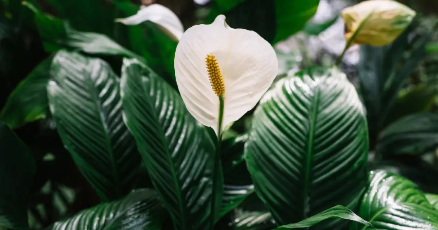 Peace lily atau spathiphyllum