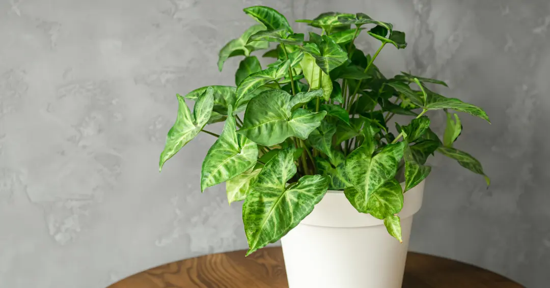 Tanaman hias indoor sirih gading dapat membersikan udara dan mengurangi radiasi