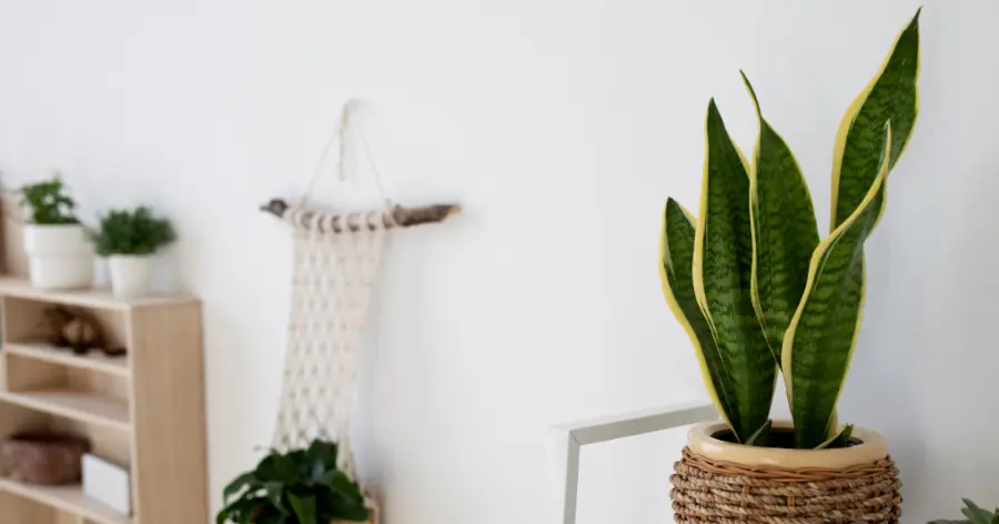 Tanaman hias lidah mertua untuk pembersih udara ruangan