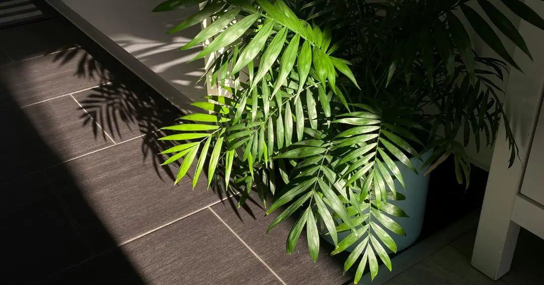 Tanaman hias palem bambu bisa menangkal polutan